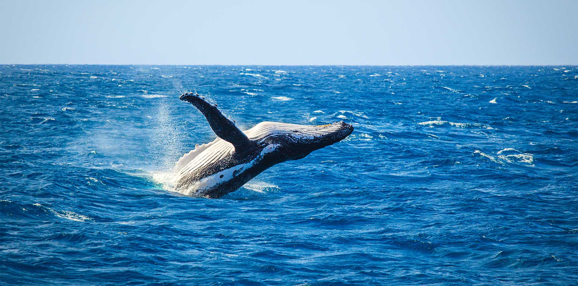 Whales and Wonders of Iceland